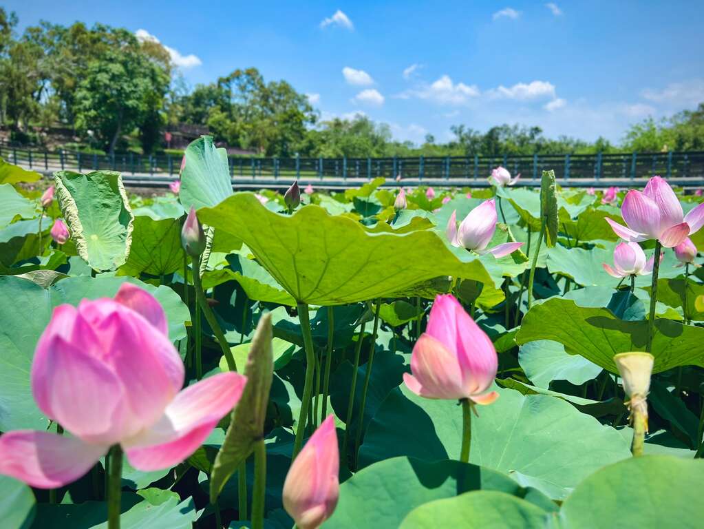 初夏賞蓮正當時　騎遊小南海自行車道　漫遊湖畔田園風光